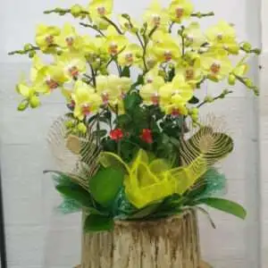 Hoa Lan Hồ Điệp KT007