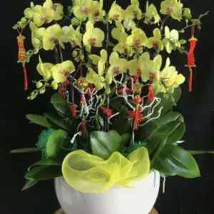 Hoa Lan Hồ Điệp KT004