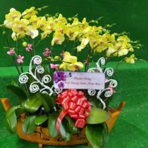 Hoa Lan Hồ Điệp KT003