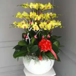Hoa Lan Hồ Điệp KT005