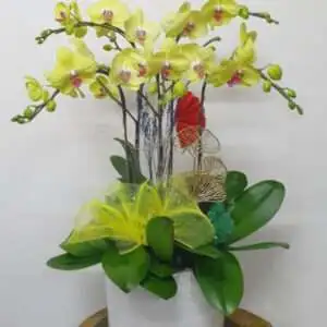 Hoa Lan Hồ Điệp KT011