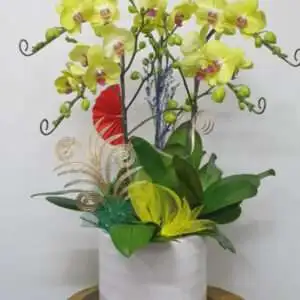 Hoa Lan Hồ Điệp KT010
