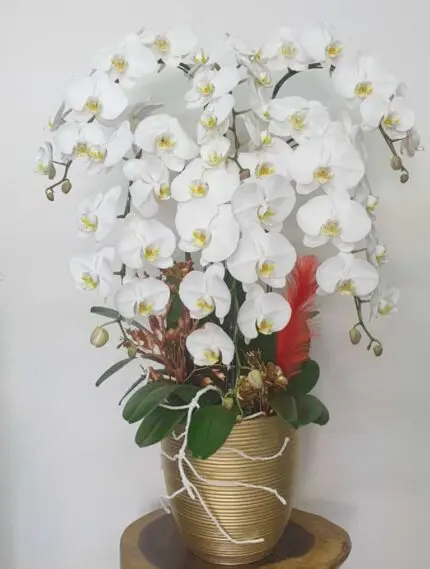Hoa Lan Hồ Điệp KT014