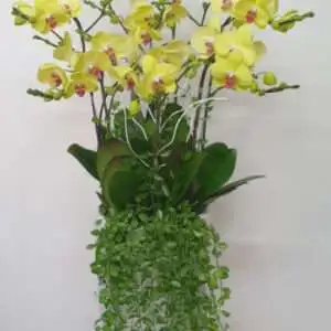 Hoa Lan Hồ Điệp KT009