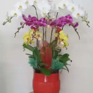 Hoa Lan Hồ Điệp KT008