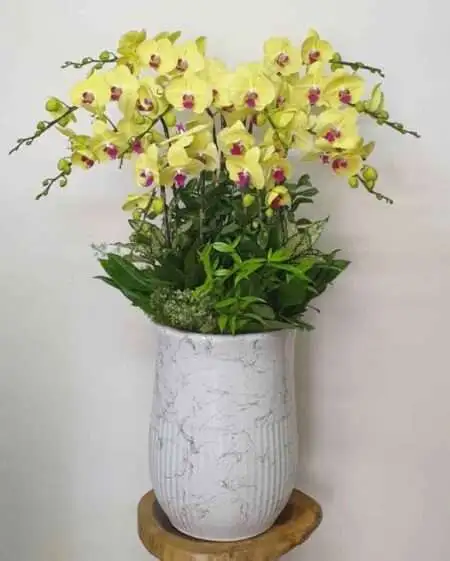 Hoa Lan Hồ Điệp KT016