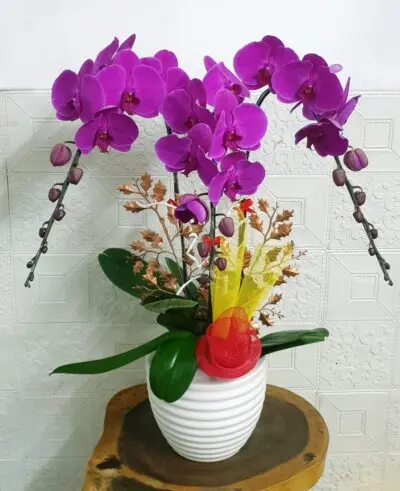 Hoa Lan Hồ Điệp KT026