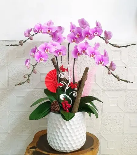 Hoa Lan Hồ Điệp KT023