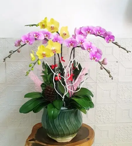 Hoa Lan Hồ Điệp KT022