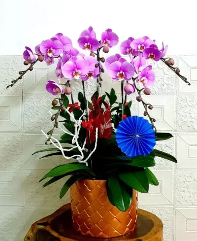 Hoa Lan Hồ Điệp KT017