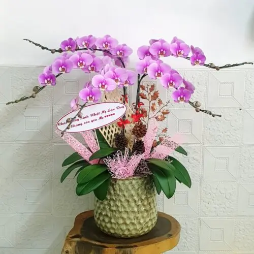 Hoa Lan Hồ Điệp KT021