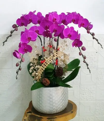 Hoa Lan Hồ Điệp KT027