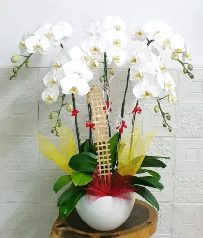 Hoa Lan Hồ Điệp KT020