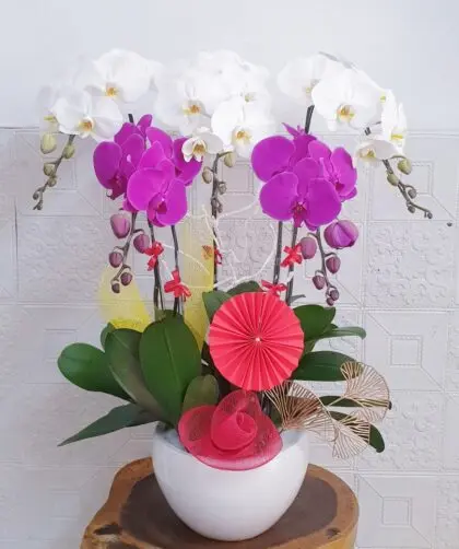Hoa Lan Hồ Điệp KT024