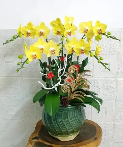 Hoa Lan Hồ Điệp KT019