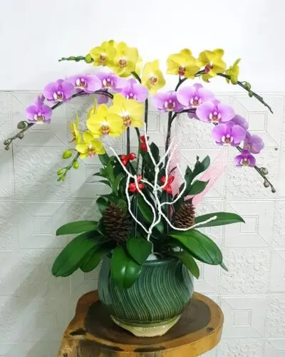 Hoa Lan Hồ Điệp KT025