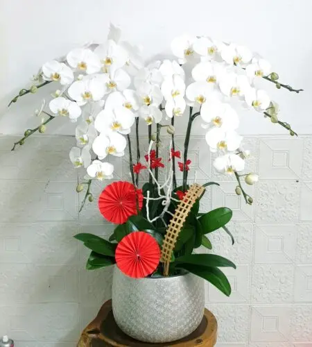 Hoa Lan Hồ Điệp KT018