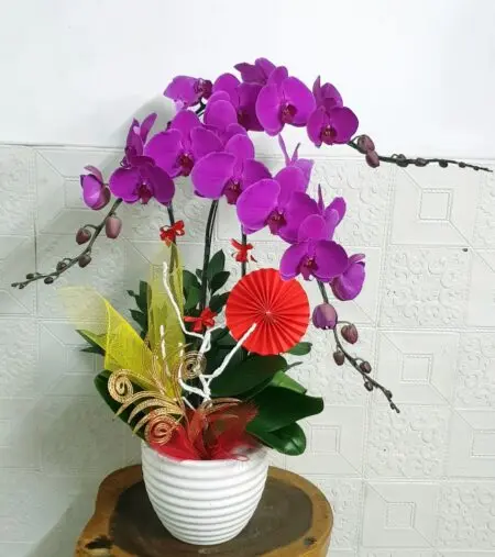 Hoa Lan Hồ Điệp KT028