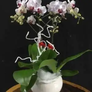 Hoa Lan Mini 012