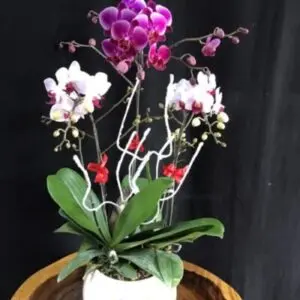 Hoa Lan Mini 008