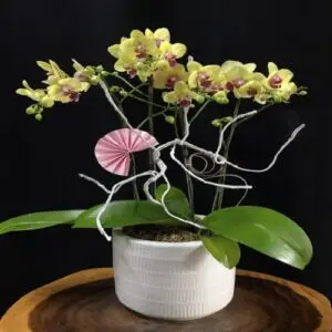 Hoa Lan Mini 003