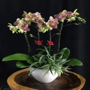 Hoa Lan Mini 002