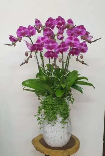 Hoa Lan Hồ Điệp SN005