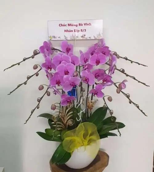 Hoa Lan Hồ Điệp SN004