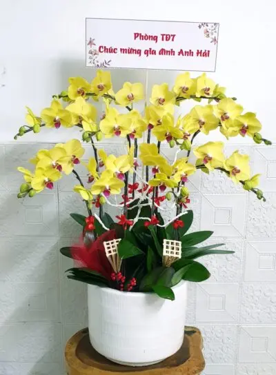 Hoa Lan Hồ Điệp SN025