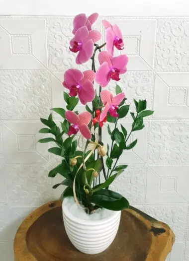 Hoa Lan Hồ Điệp SN037