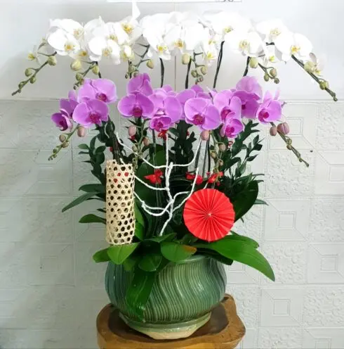 Hoa Lan Hồ Điệp SN051