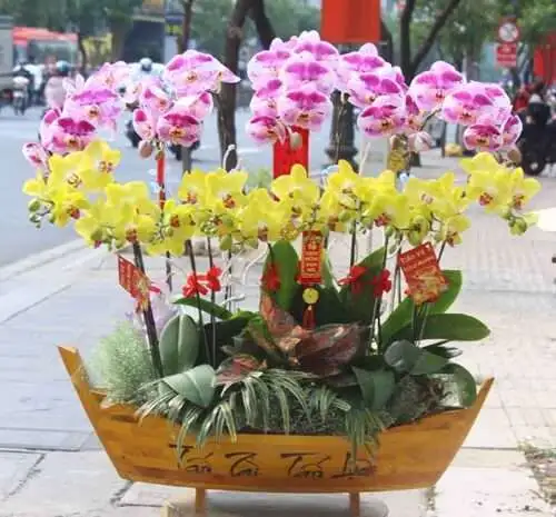 Hoa Lan Hồ Điệp TT003