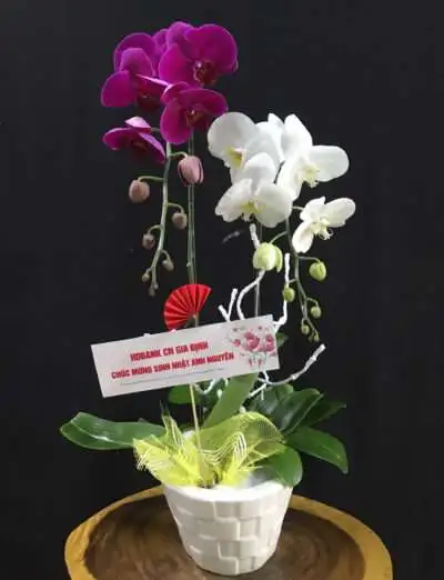 Hoa Lan Hồ Điệp TT007