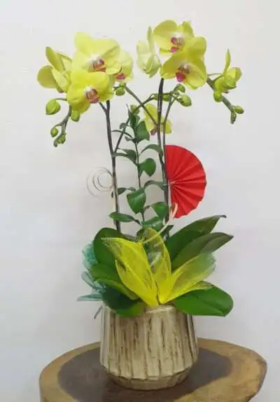Hoa Lan Hồ Điệp TT008