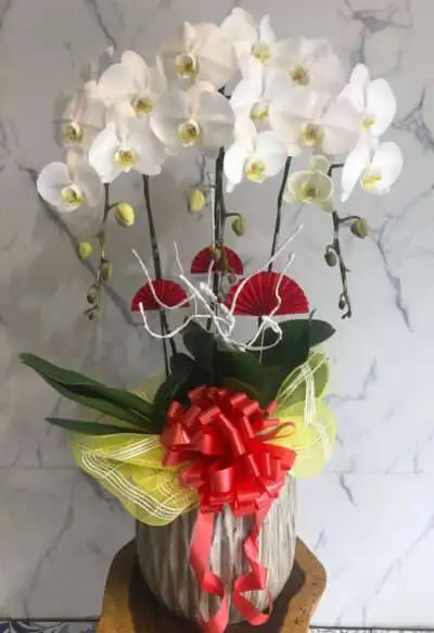 Hoa Lan Hồ Điệp TT009