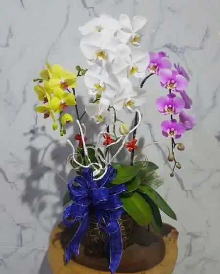 Hoa Lan Hồ Điệp TT006