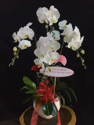Hoa Lan Hồ Điệp TT010