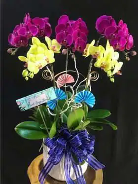 Hoa Lan Hồ Điệp TT011