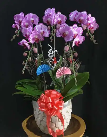 Hoa Lan Hồ Điệp TT012