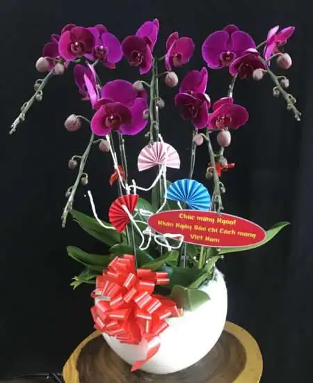 Hoa Lan Hồ Điệp TT013