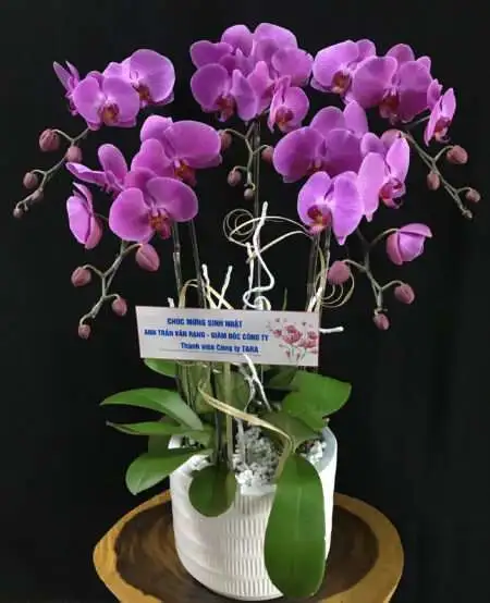 Hoa Lan Hồ Điệp TT014