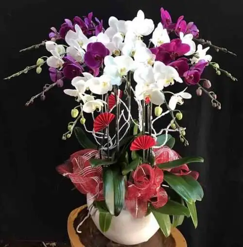 Hoa Lan Hồ Điệp TT002