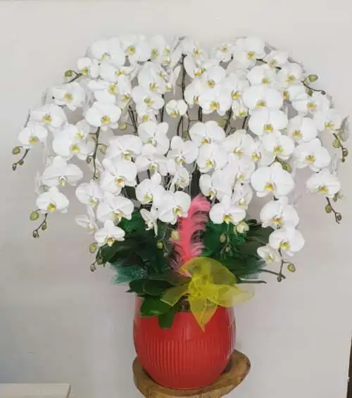 Hoa Lan Hồ Điệp TT004