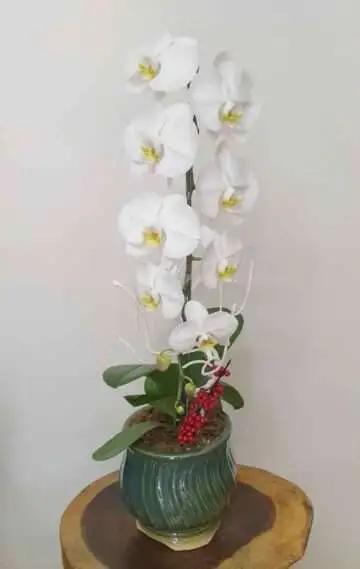 Hoa Lan Hồ Điệp TT025