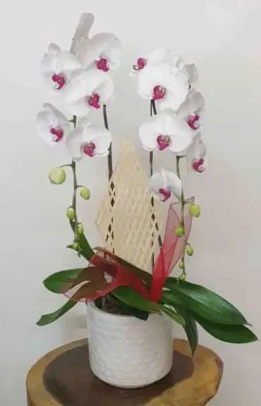 Hoa Lan Hồ Điệp TT026