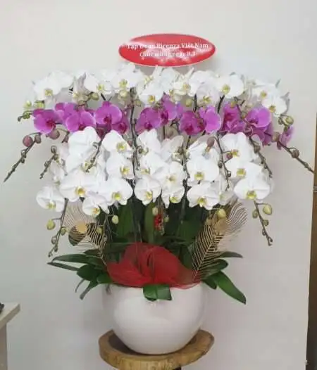 Hoa Lan Hồ Điệp TT020