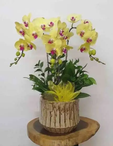 Hoa Lan Hồ Điệp TT023
