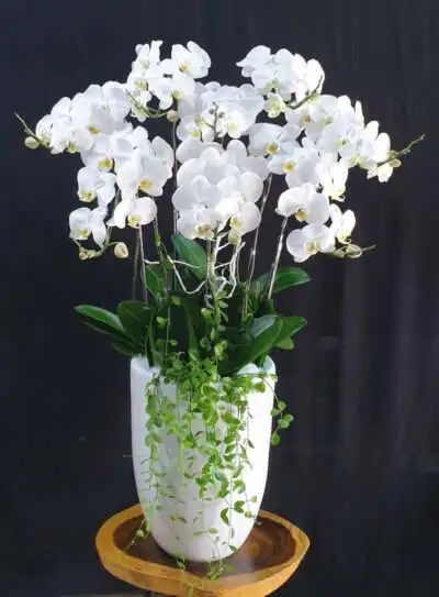 Hoa Lan Hồ Điệp TT019