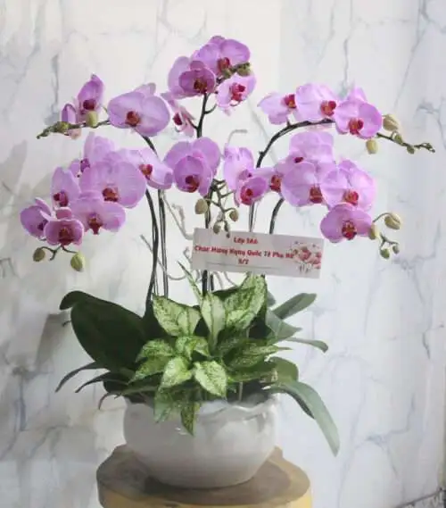 Hoa Lan Hồ Điệp TT017