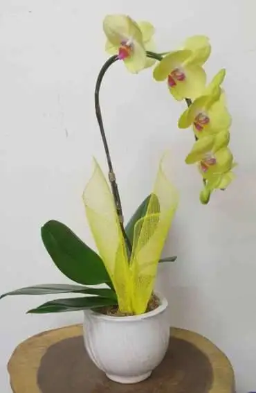 Hoa Lan Hồ Điệp TT022
